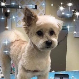 Meet your Posher, Terri